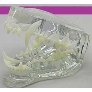 CLEAR Canine Teeth and Jaw Anatomical Model:  Industrial 