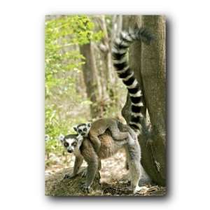  Ring Tailed Lemur Poster 33625: Home & Kitchen