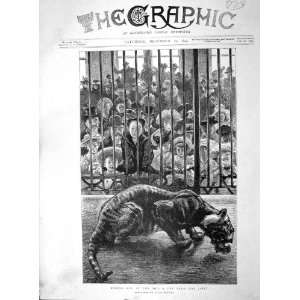  1894 Boxing Day Zoo Tiger Cage Wild Cat Animal Renouard 