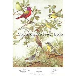  Plate, (American Birds) Painted Bunting, Swainsons Warbler, Brown 