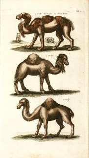 Antique Print, CAMELS, Historiae Naturalis, Merian,Jonston,1660  
