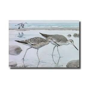  Willets In Both Winter And Summer Plumage Giclee Print 