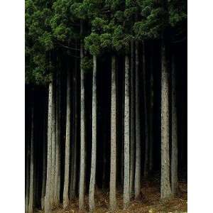  Japanese Cedar Forest, Akita Prefecture, Japan   Peel and 