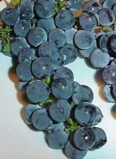 10) Beta Grape Cuttings   Super Cold Hardy Hybrid Blue Jelly 