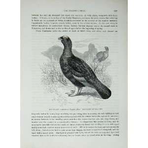   CassellS Birds C1870 Willow Ptarmigan Lagopus Albus