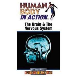 Human Body in Action The Brain and the Nervous System DVD  