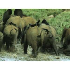 African Forest Elephants Running Out of Water in Langoue Bai Stretched 