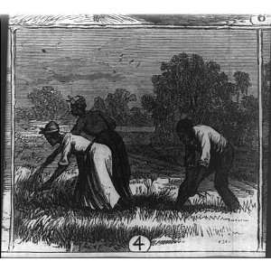  African American workers on Cape Fear River rice 