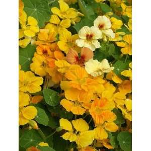  Mounding Nasturtium Cup Of Sun Seeds Patio, Lawn & Garden