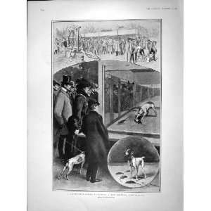   1902 RAT KILLING SPORT PARIS MEADE COLVILLE KENSINGTON