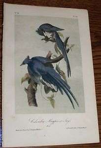 Audubon, Columbian Magpie, Birds of America. 1856  