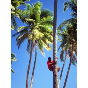  Climbing a Palm Tree To Get Coconuts, Coral Coast, Viti 