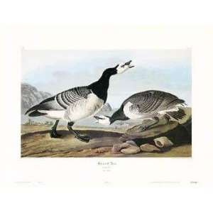  Barnacle Goose artist: John James Audubon 30x23: Home 