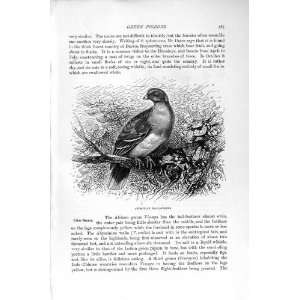NATURAL HISTORY 1895 ABYSSINIAN WALIA PIGEON BIRDS:  Home 
