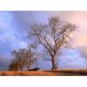  Ash, Trees in Hedge Line, Angus, Scotland Photographic 