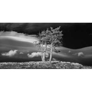  Trees on a Rocky Ridge, Limited Edition Photograph, Home 