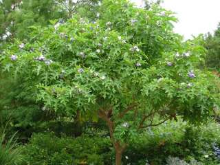 Solanum macranthum GIANT STAR POTATO TREE ~PLANT~  