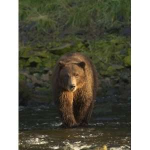  An Alaskan Brown Bear Crosses a Stream in Tongass National 