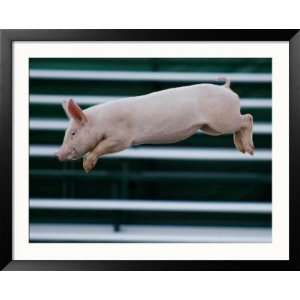  Beauty a 20 Week Old Pig Flies Through the Air Collections 