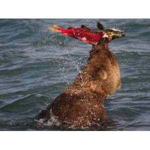  Alaskan Brown Bear (Ursus Arctos) in Water with Salmon in 