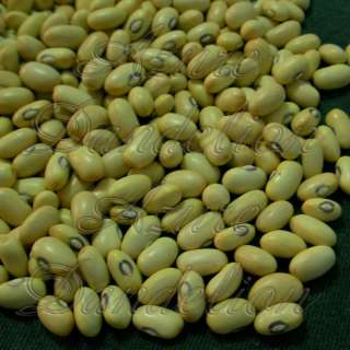 Heirloom Hutterite Soup Bean Vegetable Seeds by Azure Dandelion  
