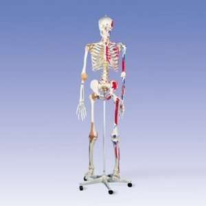  Super Skeleton Sam on 5 feet Roller Stand: Health 