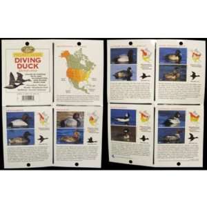   Hunter Pocket Guide   Diving Duck Id Case Pack 48