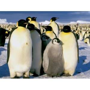  Emperor Penguins, Atka Bay, Weddell Sea, Antarctic 