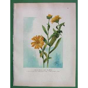  MEDICINAL PLANTS Calendula Officinalis English Marigold 