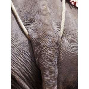  Working Asian Elephant Tail, Rope Harness, Tough Hide and 