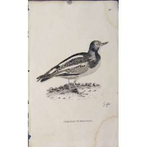    Engraved Copper Bird Art Common Turnstone Old Print