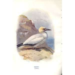  Gannet By A Thorburn Wild Birds Print 1903