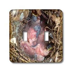 Rebecca Anne Grant Photography Birds   Baby Birds In A Nest 3   Light 