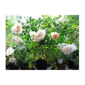  10 Scarborough Fair Rose Seeds: Everything Else