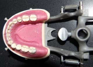   Dentoform typodont with removable teeth on hinges dental tool student