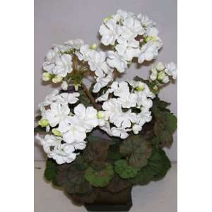  19 Potted Geranium bush (white)