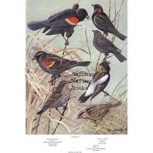  Birds). Oriole, Meadowlark & Eastern Red Wing, Eastern Cowbird