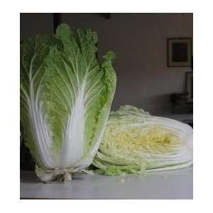 SeedsDirects Rubicon Cabbage Seeds 20 Pack   Brassica Rapa Pekinensis 