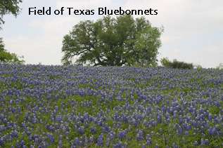 100+ TEXAS BLUEBONNET Seeds Bulk  