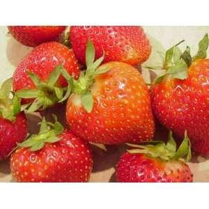  Albion Strawberry Seed Pack: Patio, Lawn & Garden