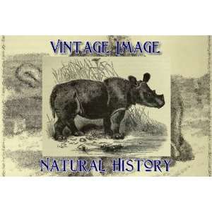   Ring Vintage Natural History Image Sumatran Rhinoceros: Home & Kitchen