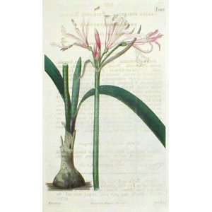   Botanical Engraving of the Pale Pink Nerine Patio, Lawn & Garden