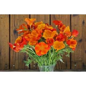  California Poppy Copper Pot Seeds: Patio, Lawn & Garden