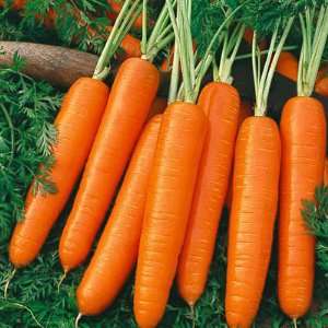  Heirloom Scarlet Nantes Carrot Seeds Patio, Lawn & Garden