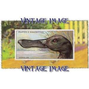   10cm) Art Greetings Card Bird Shoveller Vintage Image: Home & Kitchen