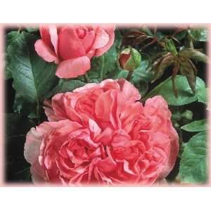  Yves Piaget (Rosa Hybrid Tea)   Bare Root Rose: Patio 