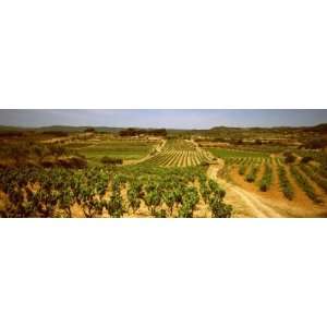 Vineyard, Bot, Terra Alta, Tarragona Province, Catalonia, Spain 