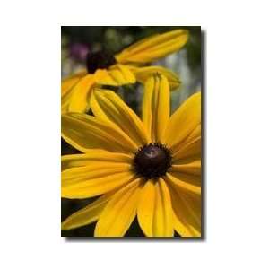  Black Eyed Susan Chevy Chase Maryland Giclee Print
