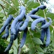 EXOTIC*showy*BLUE BEAN SAUSAGE TREE*rare*5 SEEDS #1005  