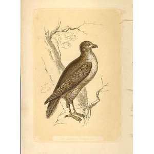  The Common Buzzard 1860 Coloured Engraving Birds